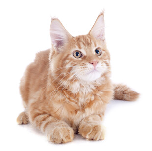 可爱橘色缅因猫趴卧