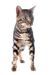 站立的斑纹猫咪