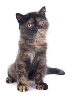 可爱玳瑁小猫抬头张望