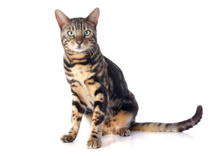 坐着的斑纹猫咪