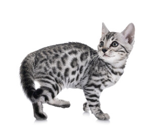 斑纹小猫扭头好奇张望