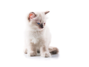 可爱小猫咪端坐