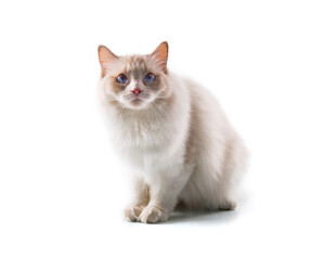 可爱布偶猫端坐