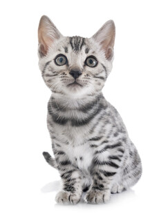 可爱斑纹小猫抬头望