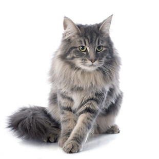 长毛灰猫优雅端坐