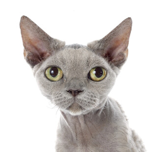 无毛猫特写