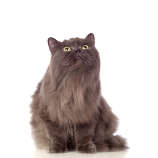 长毛灰猫抬头凝望