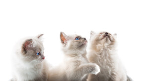 三只可爱小猫仰头张望