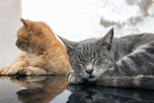两只猫咪慵懒趴卧
