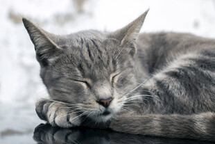 熟睡的灰猫
