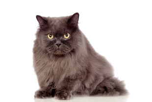 灰毛长毛猫端坐瞬间