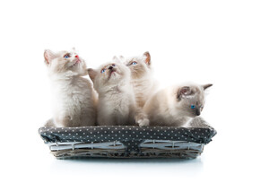 篮子里的可爱小猫咪