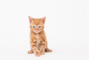 可爱小橘猫端坐