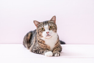 可爱斑纹猫趴坐