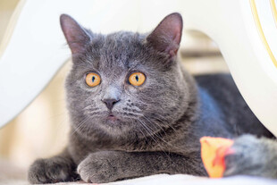 可爱灰猫趴卧好奇张望