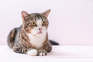 可爱猫咪趴卧姿态展示