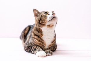 趴着仰望的斑纹猫咪