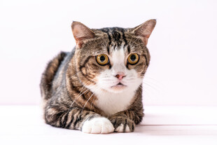 可爱猫咪趴卧在白色背景