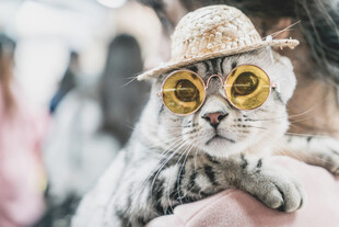戴墨镜帽子的可爱猫咪