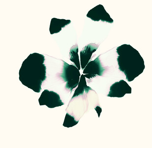 抽象黑白花卉图案