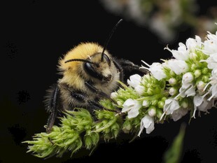 蜜蜂停留在白色花草上