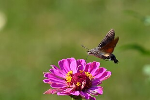 蜂鸟鹰蛾停驻粉花瞬间
