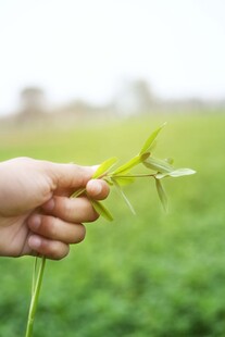 手捧嫩绿麦苗