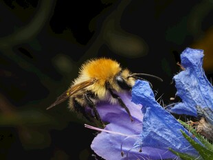 蜜蜂采蜜于蓝紫色花朵间