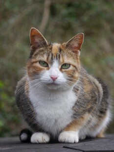 三色花猫趴坐姿态特写