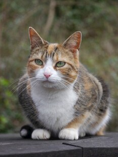 三色猫咪安静趴坐