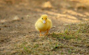 阳光下的小黄鸡