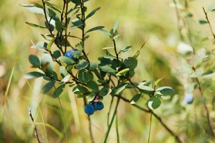 野外蓝莓植株特写