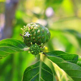 诺丽果植株特写