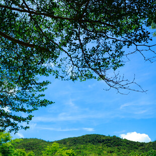 林间蓝天绿意盎然风景