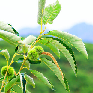 嫩绿枝叶上的未成熟果实