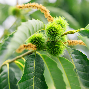 枝头嫩绿板栗与繁茂叶片
