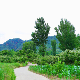 乡间小路旁的绿意与远山