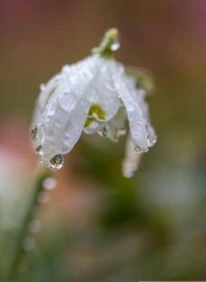 带水珠的雪花莲