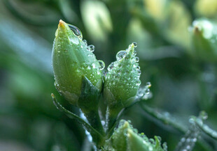 带露珠的嫩绿植物花苞