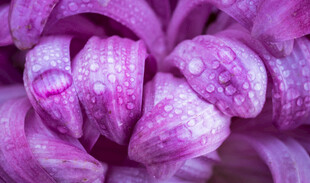 紫花花瓣上的晶莹水珠
