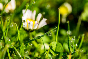 雨后雏菊绽于翠绿草丛
