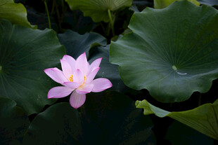  莲花