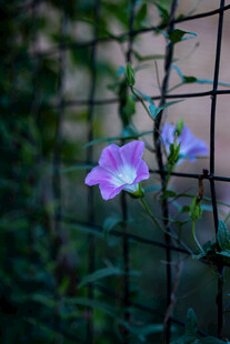 牵牛花