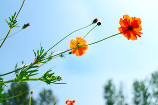 硫华菊