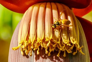 香蕉花花蕊
