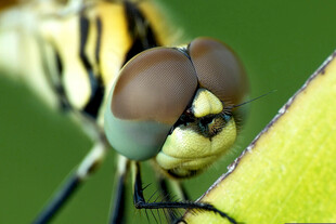 蜻蜓复眼