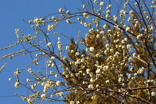 山桃花 