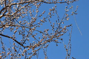 山桃花  