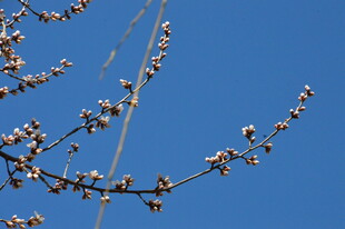 山桃花  