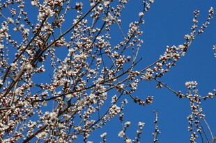 山桃花 